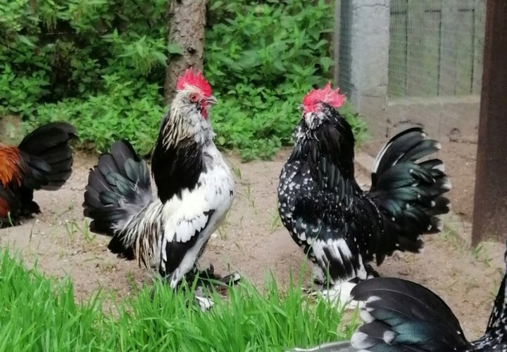 Witaminy dla KUR NIOSEK 10kg Witaminy i Mikroelementy dla Drobiu CHICK