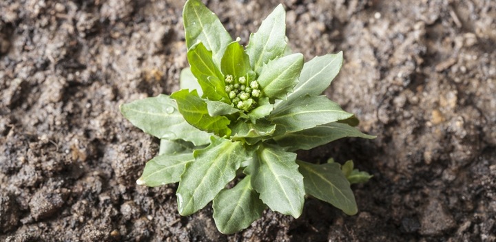 ROUNDUP RANDAP NA CHWASTY chwastobójczy glifosat koncentrat 2x1L BAYER