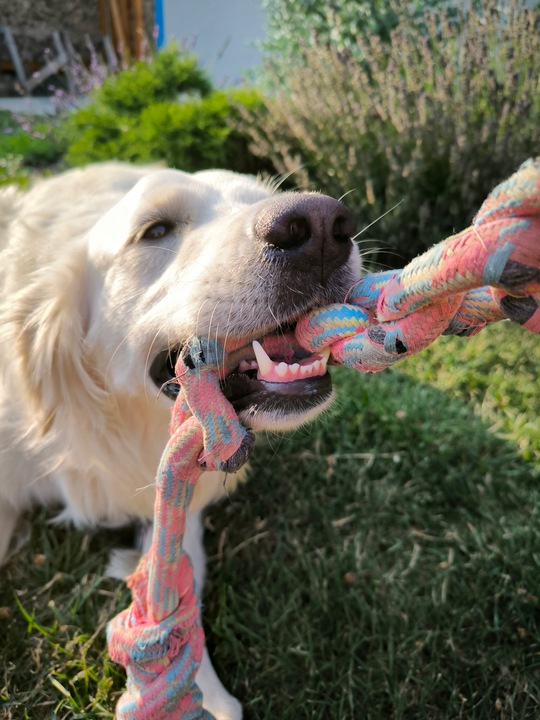VITAR Veterinae Mineral Forte 500 g - dla mocnych i zdrowych zębów i kości