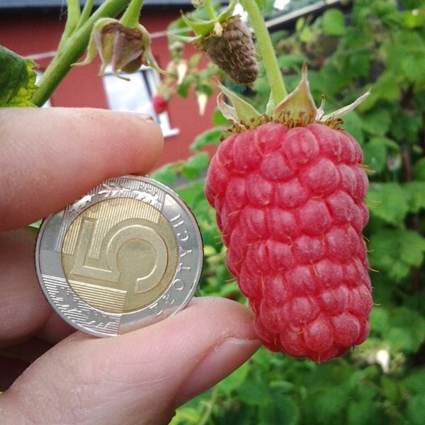 Nawóz Mikoryza do Drzew i Krzewów Owocowych 500ml