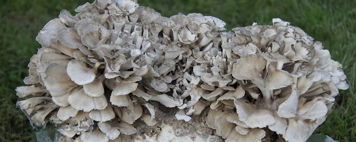 MAITAKE Grifola frondosa ekstrakt 100ml