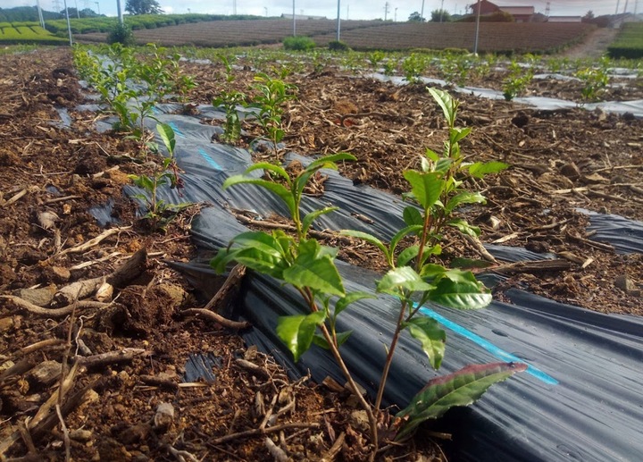 ZESTAW Startowy Do Herbaty Matcha BIO 100g z Piękną Czarką Miotełką i Łyżką