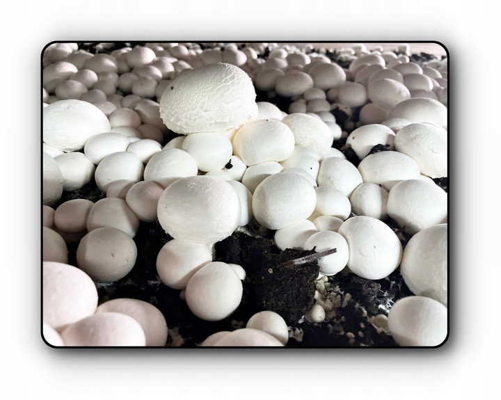 3 Faza Grzybnia Pieczarki Zestaw XL + gratis 6w1