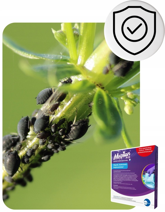 Oprysk Preparat Środek Owadobójczy + Grzybobójczy Miedzian+Mospilan ZESTAW