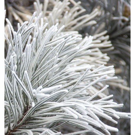 YODEYMA Paris_NICOLAS WHITE Eau de Parfum 50ml EDP