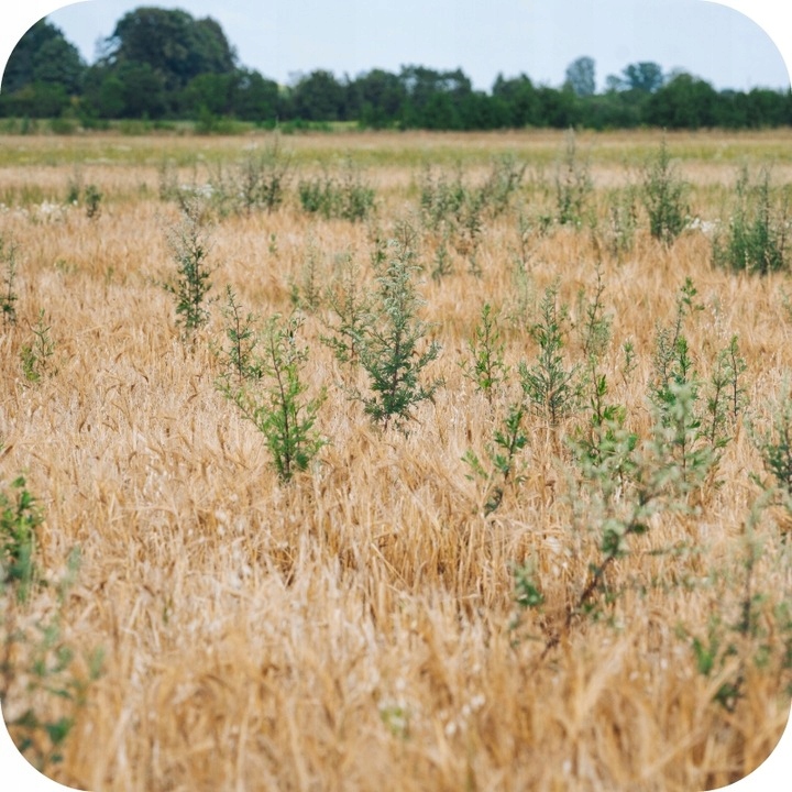 ŚRODEK NA CHWASTY ROUNDUP 360 PLUS GLIFOSAT RANDAP 1L CHWASTOBÓJCZY MOCNY