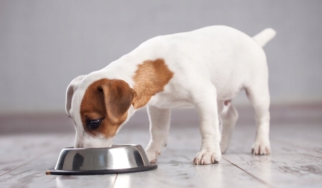 BRIT CARE Hypoallergenic Senior Lamb 12kg