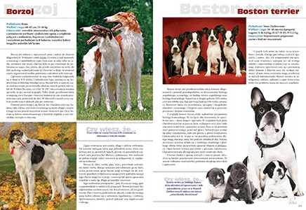 Pies Rasy z całego świata