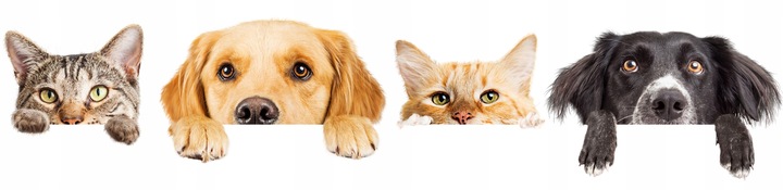 KAMERA DLA PSA KOTA DO OBSERWACJI MONITORING DOMU APLIKACJA Karta SD GRATIS