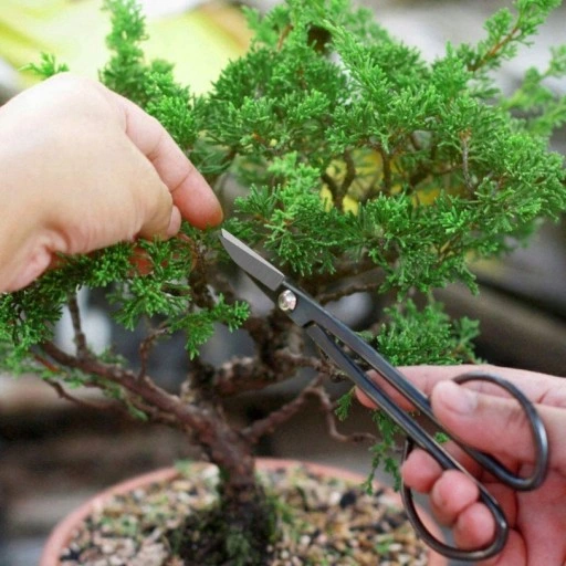 ZESTAW NARZĘDZI DO BONSAI