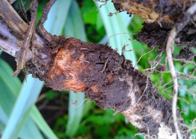 Agrecol GRAMMINI-LIMIT 10 g 394