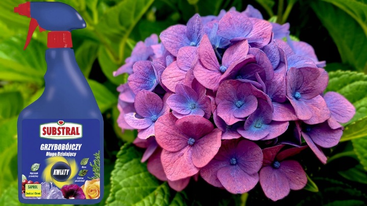 SAPROL GRZYBOBÓJCZY środek KWIATY: ZWALCZA CHRONI