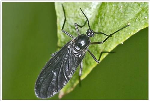 NeemAzal zwalcza ziemiórki stonkę mszyce owady ssące gryzące minujące 50ml