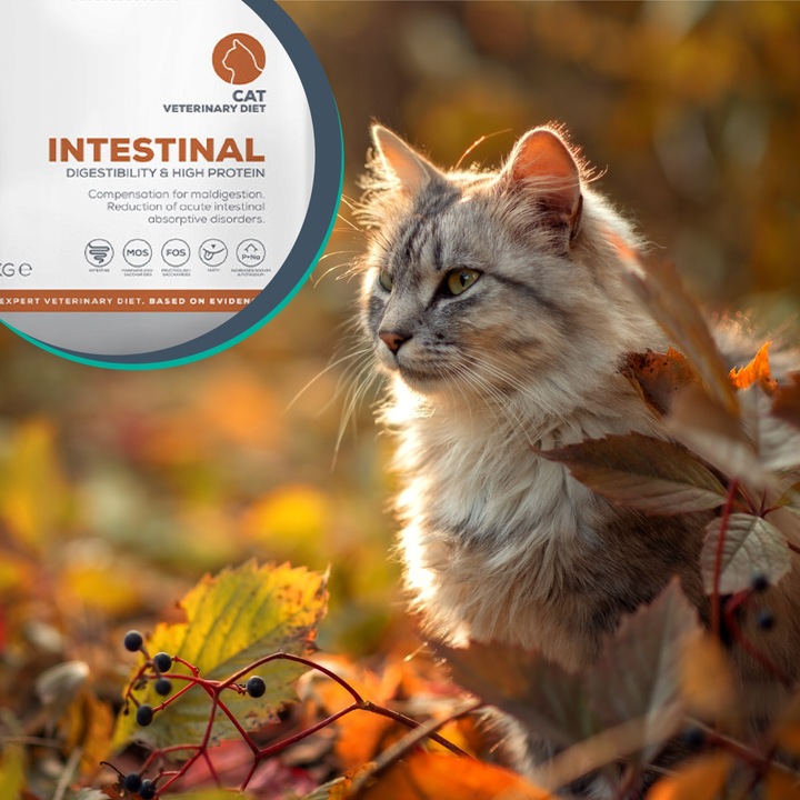 Sucha karma dla kotów wsparcie trawienia Vet Expert Intestinal 2 kg