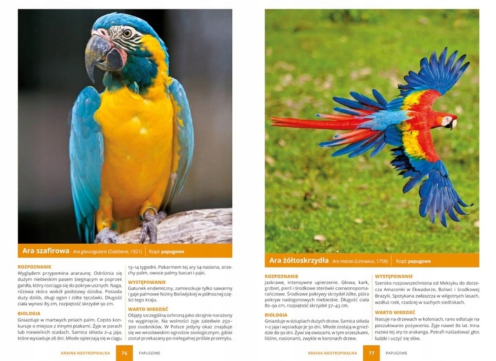 PTAKI ŚWIAT ATLAS PTAKÓW ŚWIATA 250 GATUNKÓW TWARDA OPRAWA KSIĄŻKA PREZENT