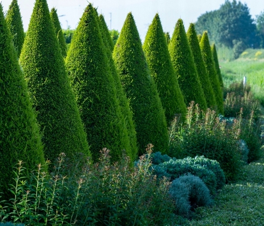 WIOSENNY nawóz do iglaków TUI10 KG SOLIDNY SZTRZAŁ W KOLORZE ZIELONE IGLAKI