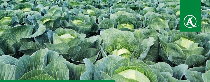 ŚRODEK GRZYBOBÓJCZY OPRYSK SCORPION 325 SC 500ML PARCH ZGNILIZNA PLEŚŃ