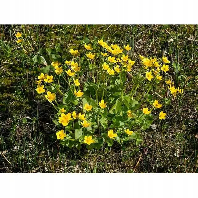 Roundup 360 SL Plus 5l glifosat, herbicyd, perz