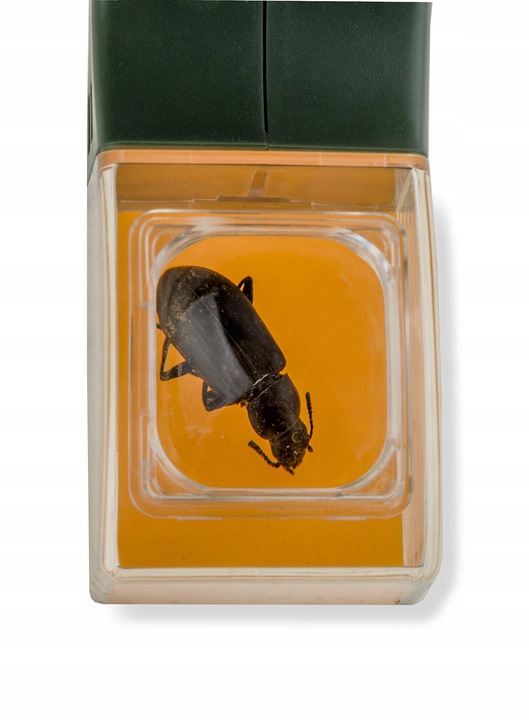 Lupa dla dzieci Carson BugView One Hand 5x Bug Catche - zielona