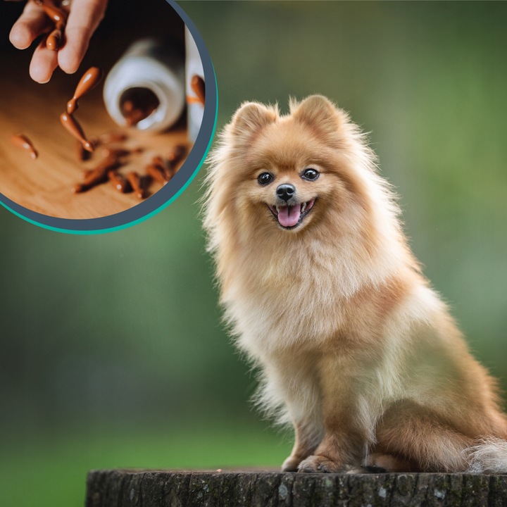 Suplement dla psów kotów wsparcie wątroby Vet Expert Vet Hepatiale 40 kaps