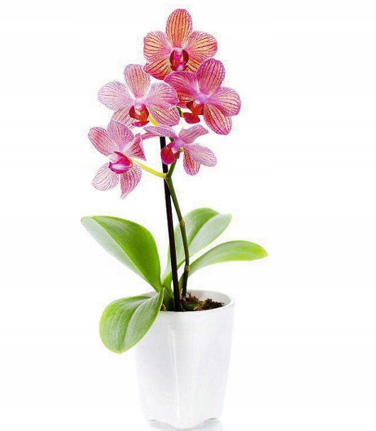 Agrecol Zestaw Biohumus 2szt Nawóz organiczny, naturalny płyn 10L