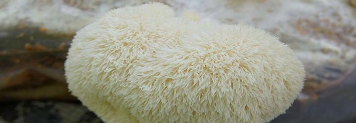 Soplówka jeżowata zestaw do uprawy grzybów