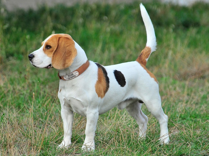 Obroża dla psa z identyfikatorem Tobacco rozmiar S