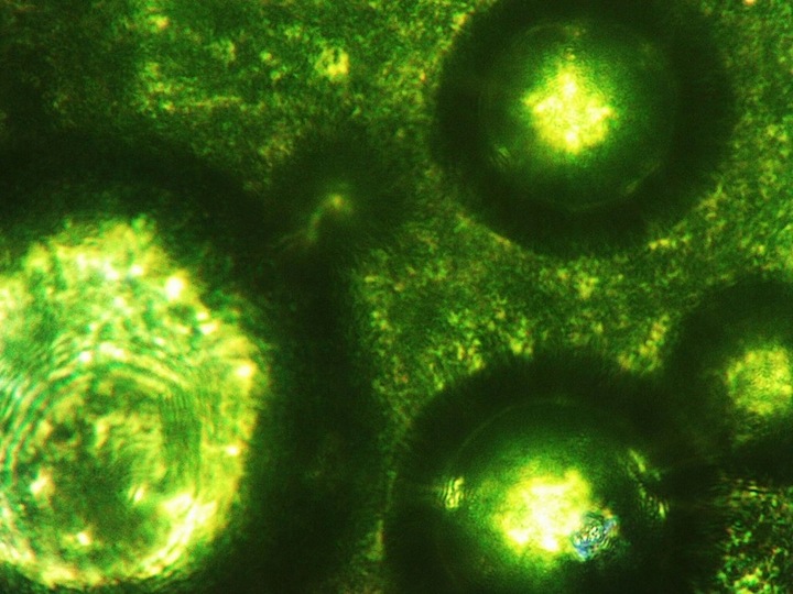 Sok z Młodego Jęczmienia BIO Proszek Ekologiczny Witaminy 100g NatVita