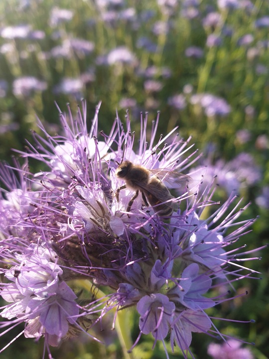 Miód Faceliowy 1100g naturalny świeży dla dzieci