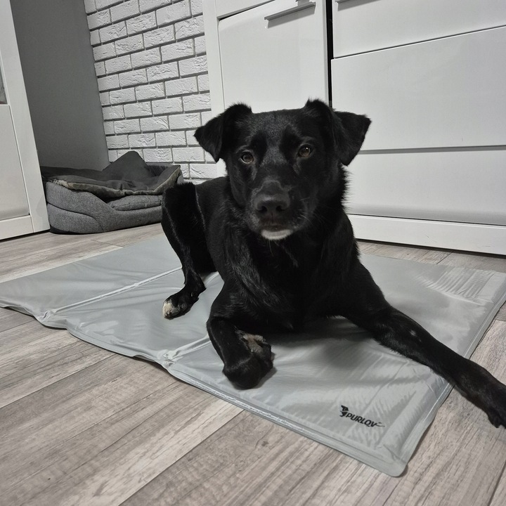 Mata Chłodząca dla Psa Kota Zwierząt Żelowa Składana XXL Legowisko 110x70cm