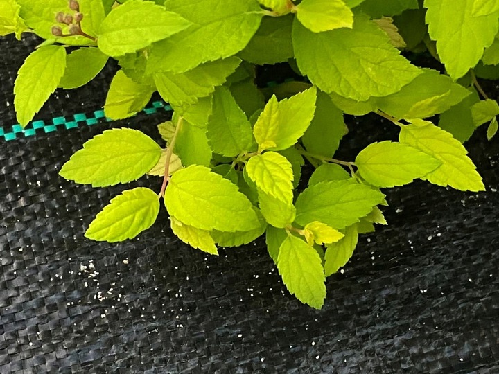 AGROTKANINA 110G 3,2x50m PREMIUM UV 3% AGROWŁÓKNINA CZARNA MATA + KOŁKI