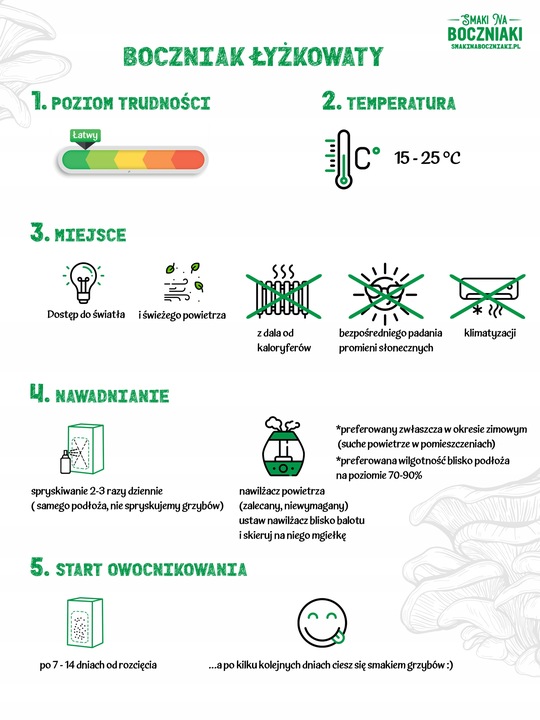 Grzybnia do uprawy domowej boczniak łyżkowaty