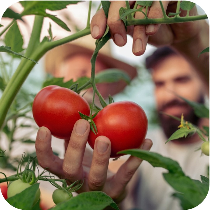 Nawóz uniwersalny do ogrodu 3kg AZOFOSKA granulowany OBFITE PLONY