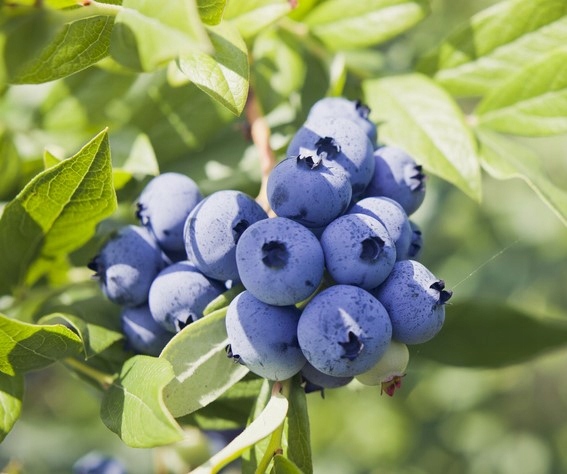 MYKORYZA nawóz do Borówek i roślin Wrzosowatych