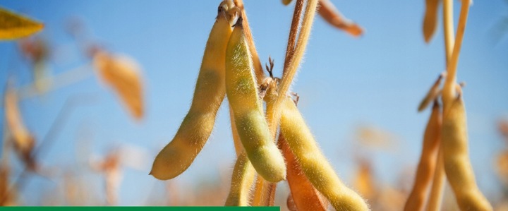 Maxim 025 FS 1L SYNGENTA - zaprawa do nasion o szerokim zastosowaniu