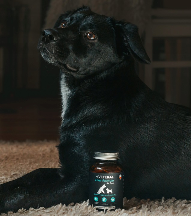 VETERAL SUPLEMENT NA WSPARCIE WĄTROBY DLA PSA suplement na wątrobę