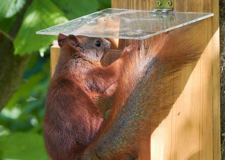 Orzechowa spiżarka, karmnik dla wiewiórek