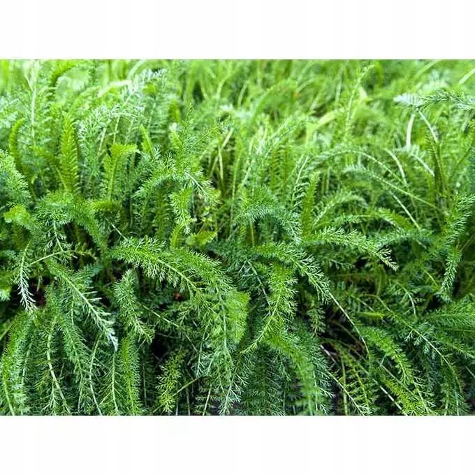 Roundup 360 SL Plus 5l glifosat, herbicyd, perz