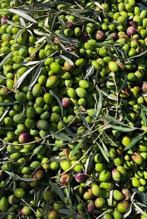 Oliwa z oliwek Extra Virgin 1L Włoska z Sycylii - ETNA CAMUTO świeża 0,15%