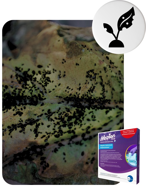 Oprysk Preparat Środek Owadobójczy + Grzybobójczy Miedzian+Mospilan ZESTAW