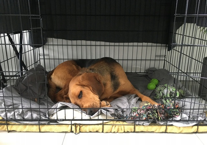 DUŻA KLATKA KENNELOWA KOJEC Transporter dla PSA PSÓW 106x71x81 cm XXL