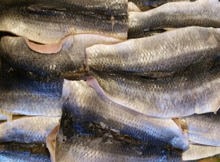 Płaty śledziowe świeże - śledzie 1KG
