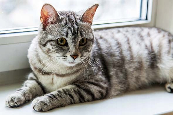 PET REPUBLIC Saszetka karma mokra dla kota mix smaków 40 x 100g