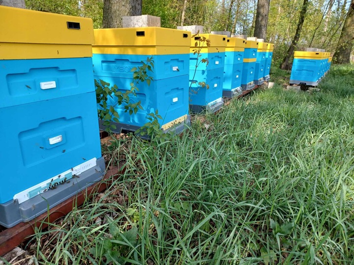 Polski miód rzepakowy 2024 naturalny prawdziwy z Polskiej pasieki