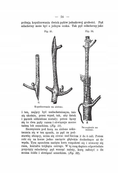 Kultura winorośli Konrad Niklewicz reprint 1893
