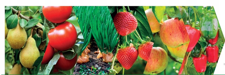 Nordox 75WG MIEDZ 1kg ŚRODEK GRZYBOBÓJCZY choroby grzybowe PARCH MĄCZNIAK