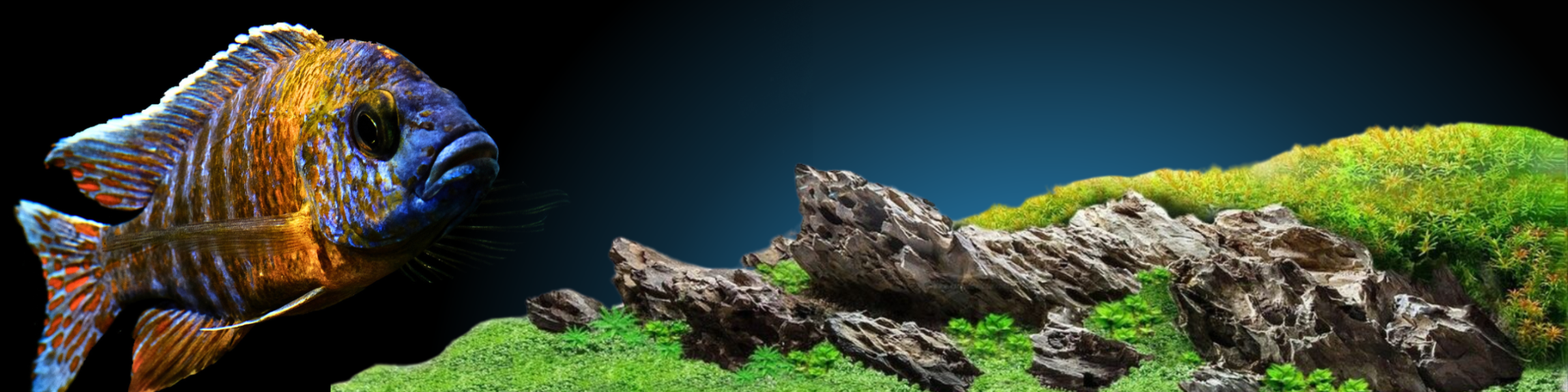 Dragon Stone baner