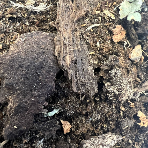 Terrarium z podłożem