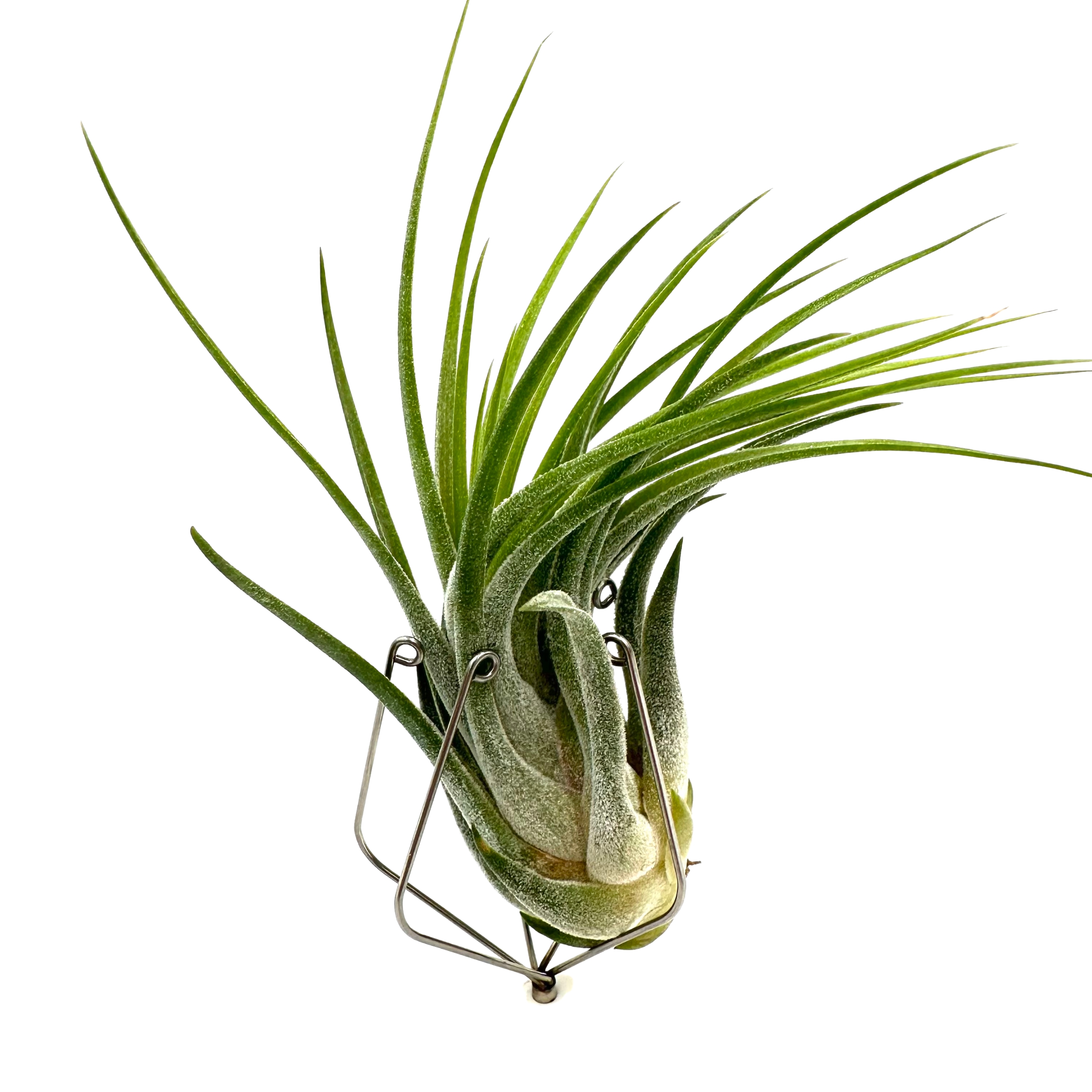 Tillandsia kolbii (ion. scaposa) Oplątwa - Żywa Roślina do