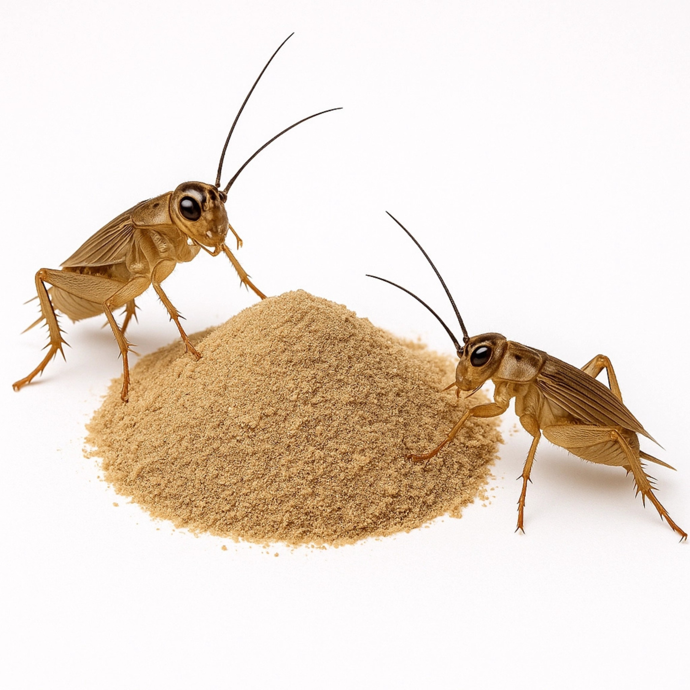 BioGecko Food – Insect Supplement